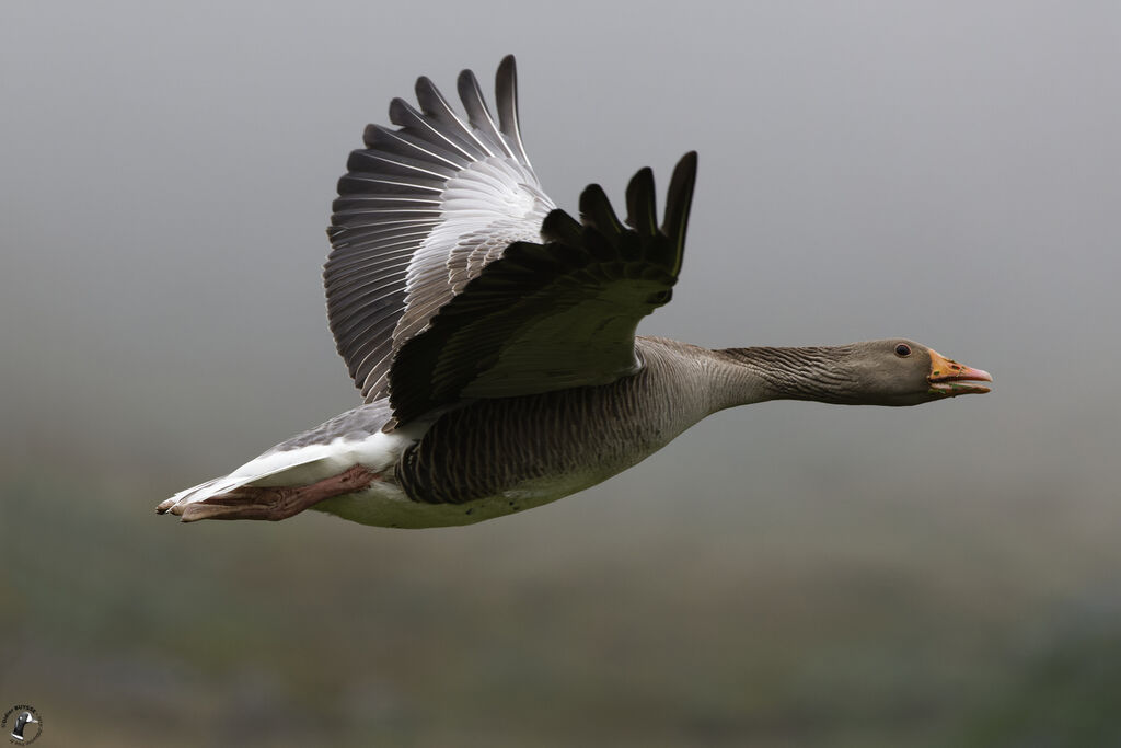 Greylag Gooseadult, Flight