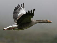 Greylag Goose