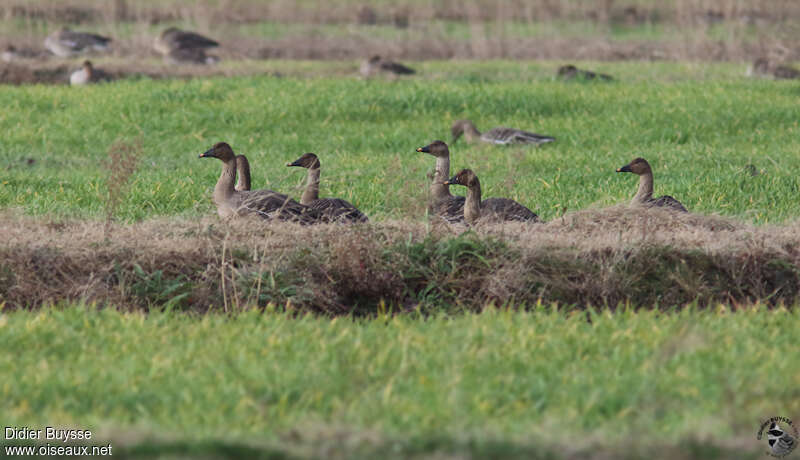 Oie des moissons, habitat, Comportement