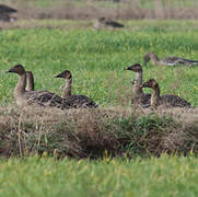 Taiga Bean Goose