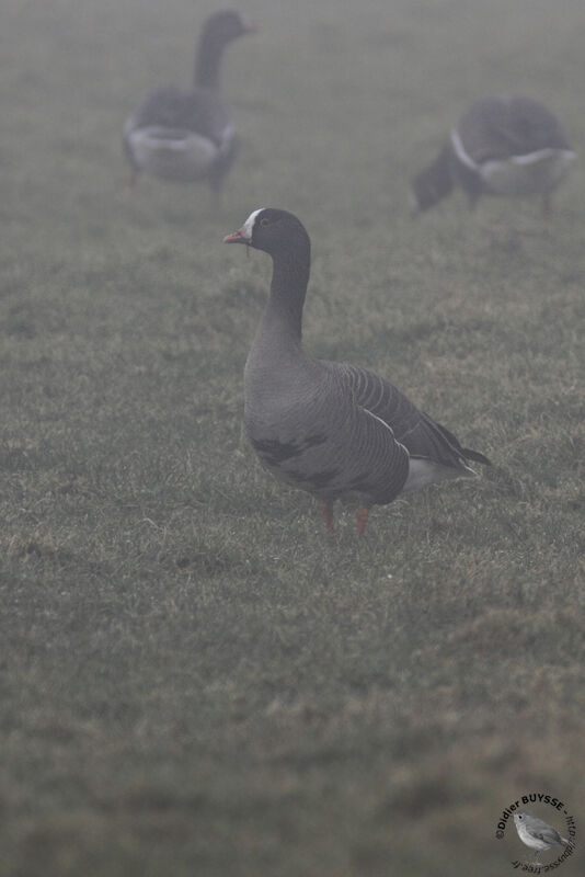 Lesser White-fronted Gooseadult, identification