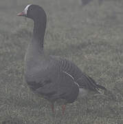 Lesser White-fronted Goose