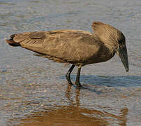 Hamerkop