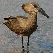 Hamerkop