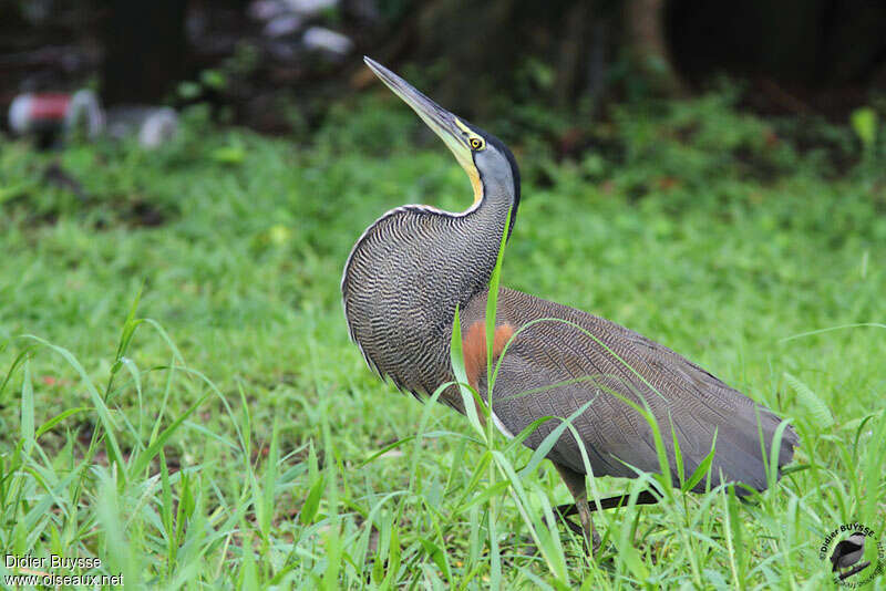 Bare-throated Tiger Heronadult, identification