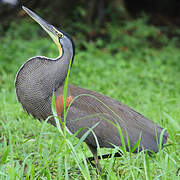 Bare-throated Tiger Heron