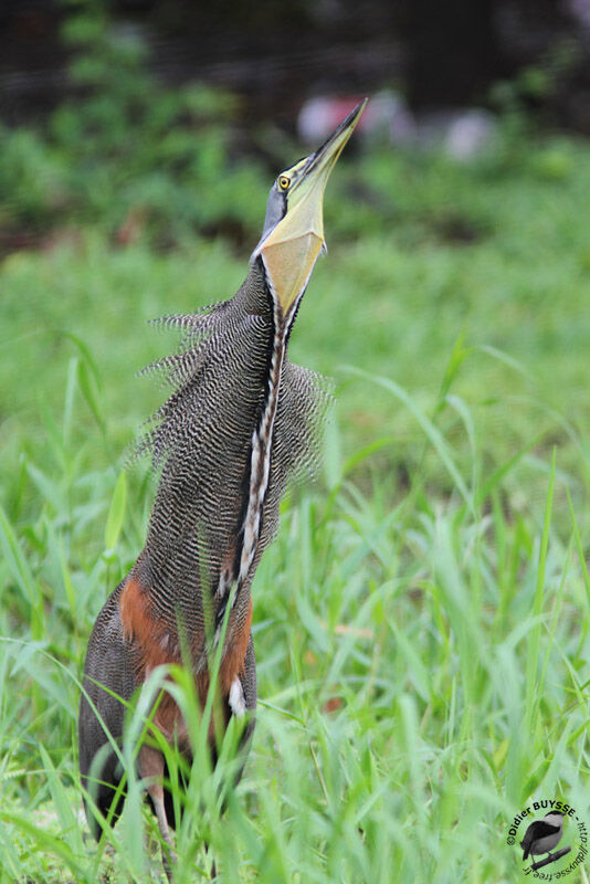 Bare-throated Tiger Heron male adult, identification, Behaviour