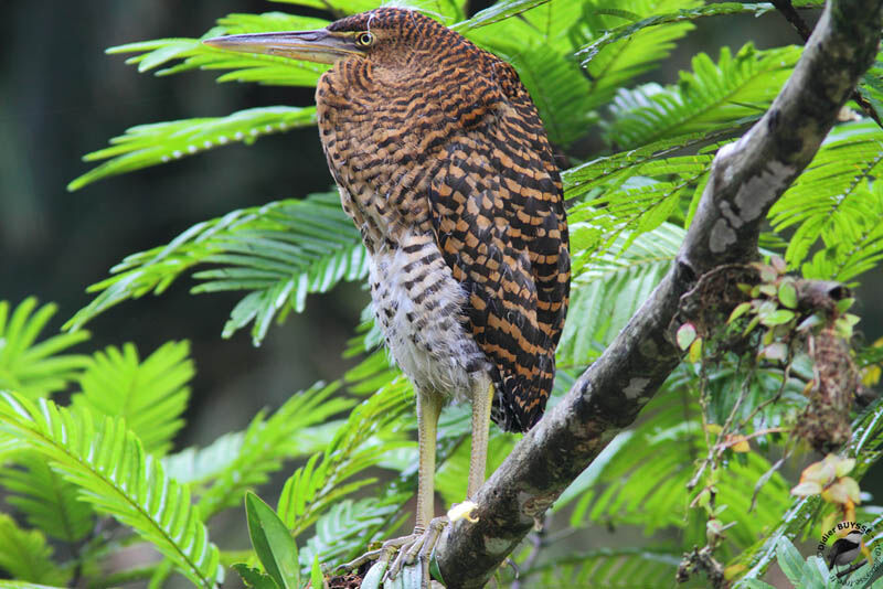 Bare-throated Tiger HeronFirst year, identification