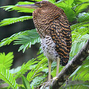 Bare-throated Tiger Heron