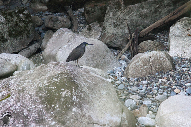 Fasciated Tiger Heronadult, identification