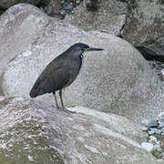 Fasciated Tiger Heron