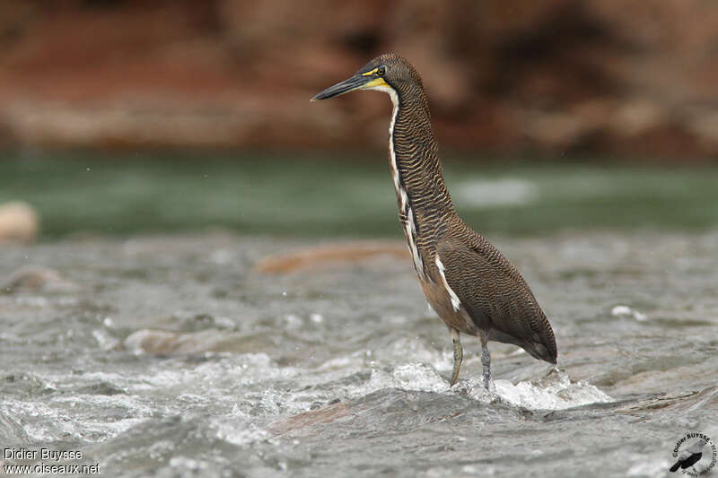 Onoré fasciéadulte, identification