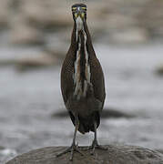 Fasciated Tiger Heron