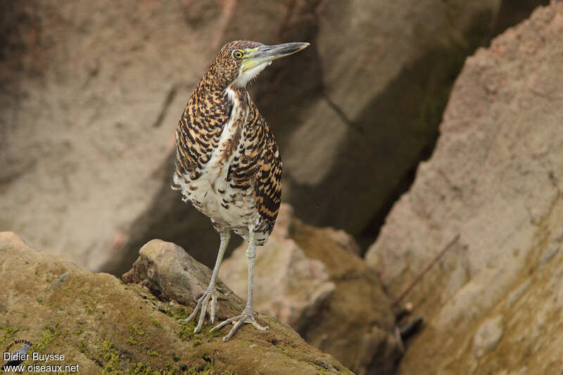 Onoré fasciéimmature, identification