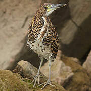 Fasciated Tiger Heron