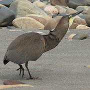 Fasciated Tiger Heron