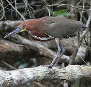 Rufescent Tiger Heron