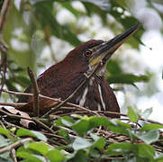 Rufescent Tiger Heron