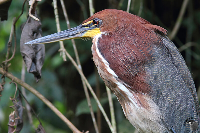 Rufescent Tiger Heronadult, identification