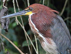 Rufescent Tiger Heron