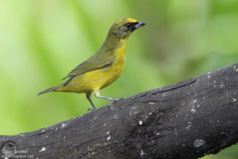 Thick-billed Euphonia male immature, identification