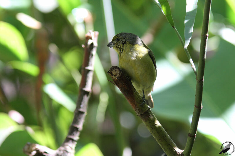 Thick-billed Euphonia female, identification