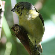 Thick-billed Euphonia