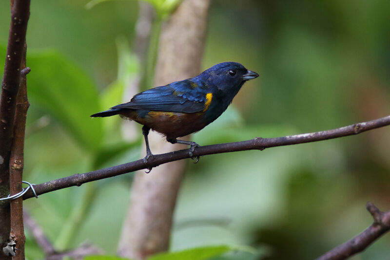 Chestnut-bellied Euphonia male adult, identification