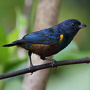 Chestnut-bellied Euphonia