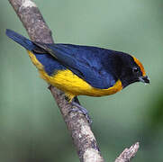 Orange-bellied Euphonia