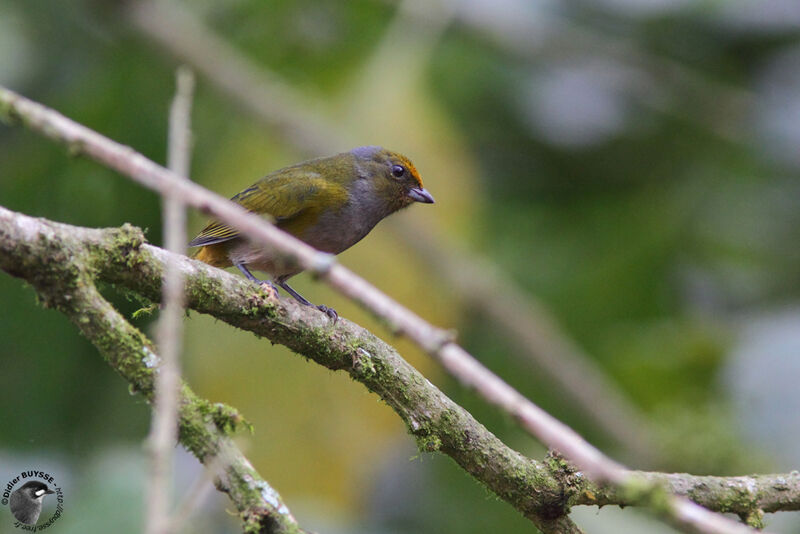 Orange-bellied Euphonia female adult breeding, identification