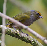 Orange-bellied Euphonia