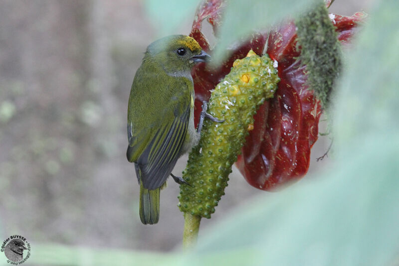 Orange-bellied Euphonia female adult breeding, identification, feeding habits