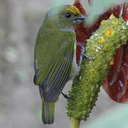 Orange-bellied Euphonia