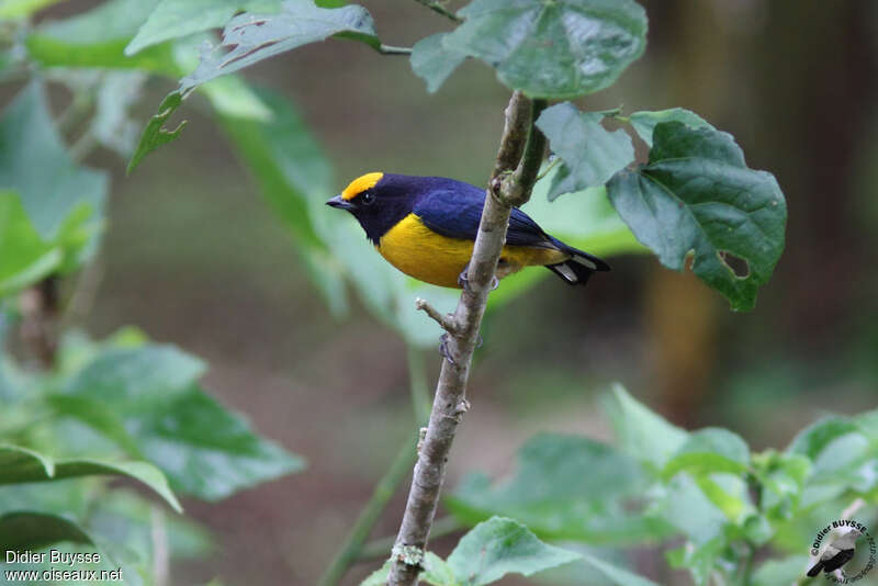 Orange-bellied Euphonia male adult, identification