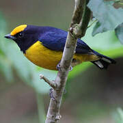 Orange-bellied Euphonia