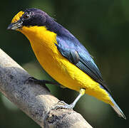 Violaceous Euphonia