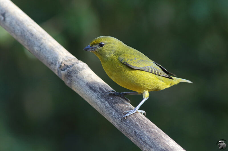 Violaceous Euphonia female adult, identification