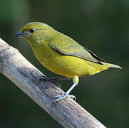 Violaceous Euphonia