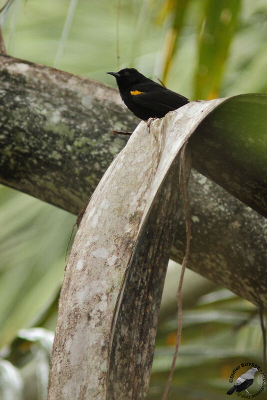 Oriole à épaulettesadulte, identification