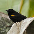 Oriole à épaulettes