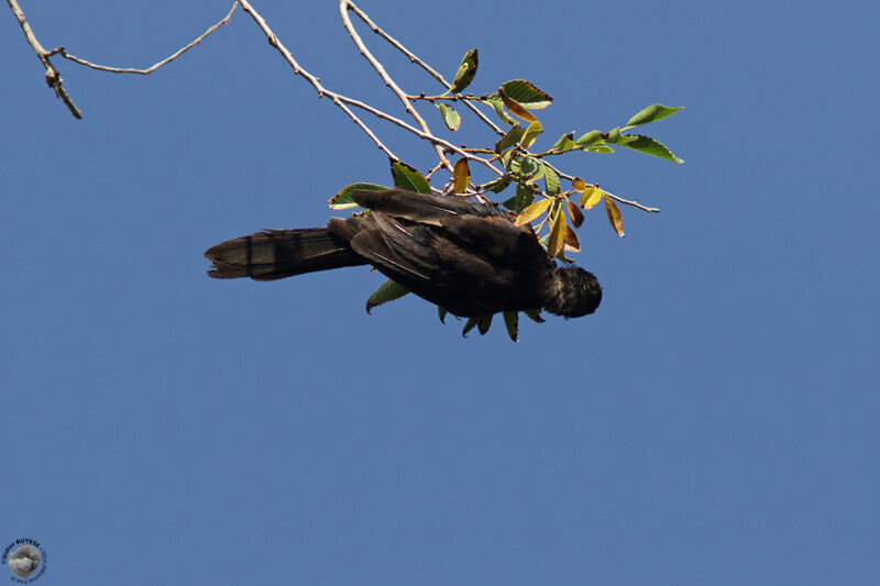 Variable Oriole, identification, eats