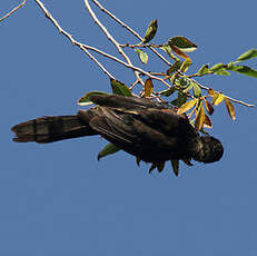 Oriole à galons