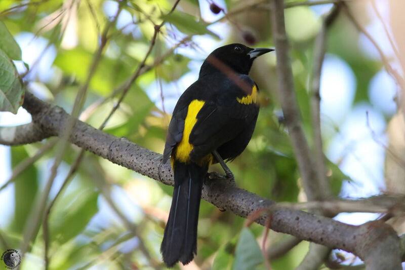 Oriole de Cubaadulte, identification