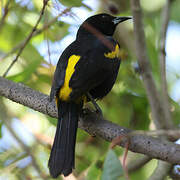 Cuban Oriole