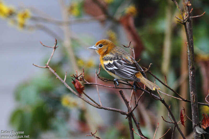 Baltimore Oriole male Second year, identification