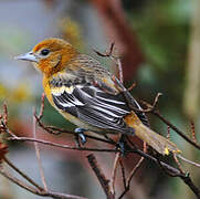 Baltimore Oriole