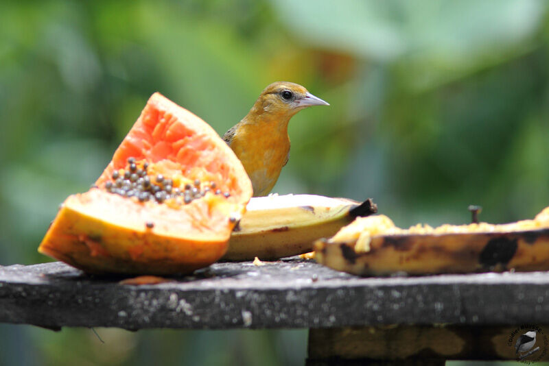 Baltimore Oriole female, feeding habits