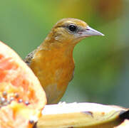 Baltimore Oriole