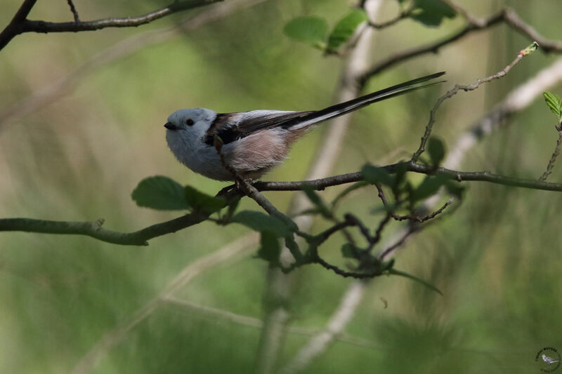 Long-tailed Titadult, identification